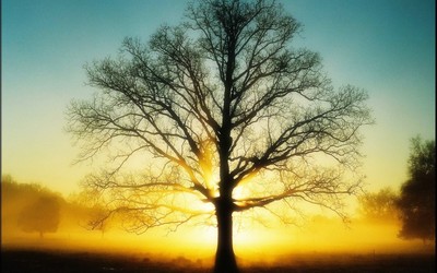 来生愿做一棵树