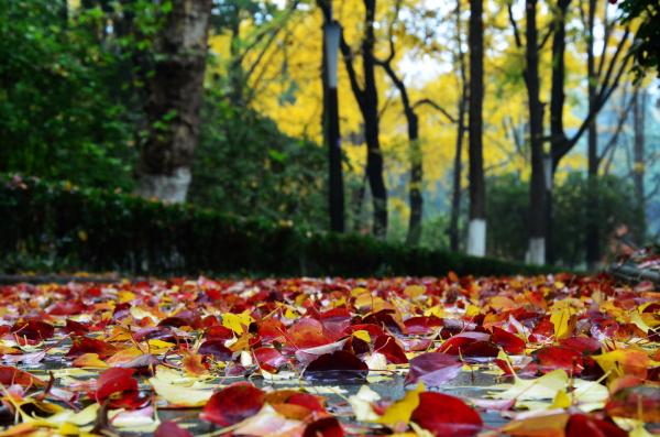 于秋雨中“回眸”