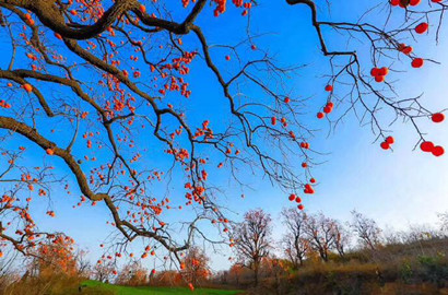 秋去冬来万物休   唯有柿树挂灯笼