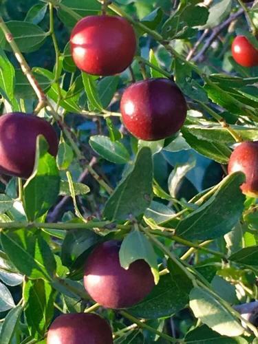 悠悠难忘的酸枣情