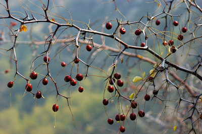 家乡的酸枣