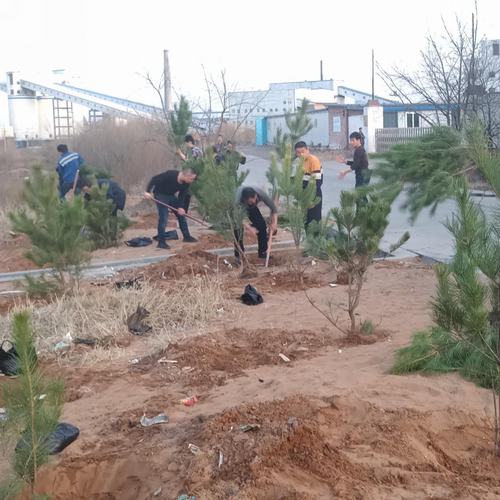洗选煤运营公司洗煤厂： 开展“植树造林美化家园”活动