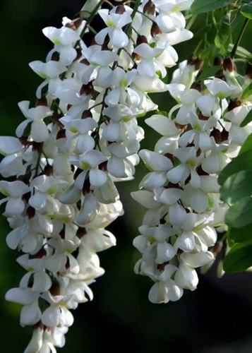 难忘家乡槐花香