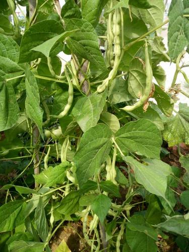 陕煤建设韩城分公司土建十项目部瓜果蔬菜大丰收