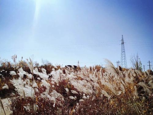 川原秋色静 芦苇晚风鸣