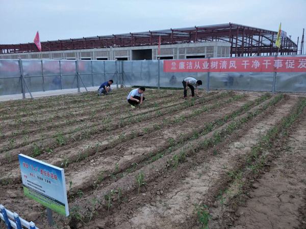 陕煤建设渭南公司南京金龙项目部党员“1+1”蔬菜责任区生机盎然