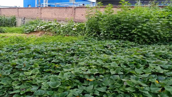 陕煤建设洗选煤运营公司红柳林洗煤厂项目部：职工“菜园子”，舒筋又舒心