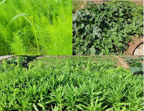 小小菜园 劳动喜收获