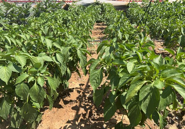 陕煤建设天工公司土建十七项目部:“蔬新”的菜园子