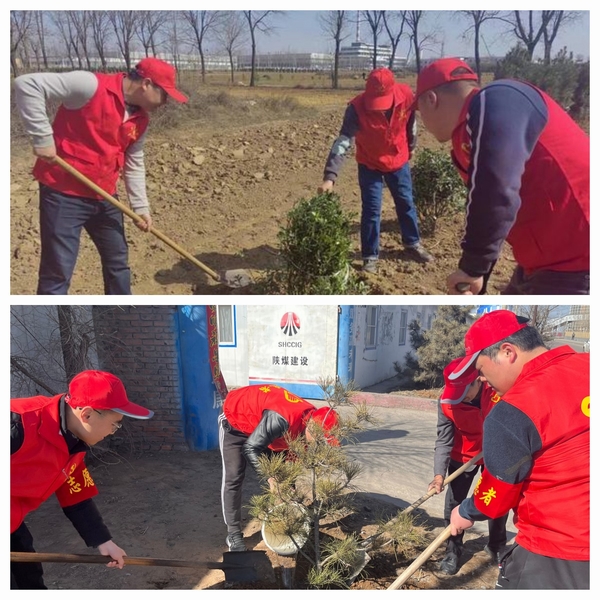 陕煤建设澄合分公司发挥党建动力为项目工地添绿意