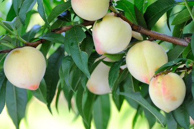 我的家乡靖远三滩