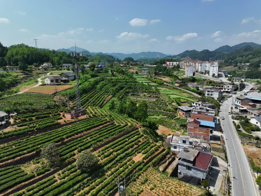陕煤建设定点帮扶村：端起三碗“大碗茶” 走稳茶香客满发展路