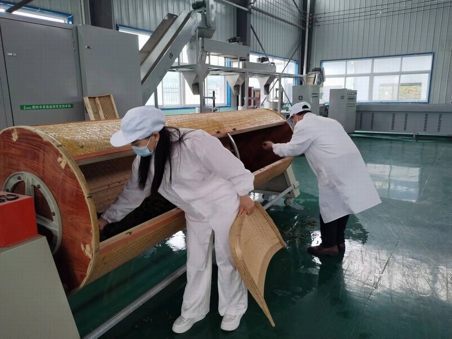 陕煤建设定点帮扶村:“天池大碗茶”促进产业发展正循环