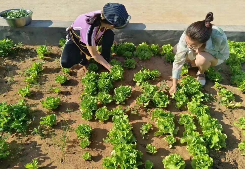 陕煤建设矿建三公司:项目菜园子“种”出职工幸福感