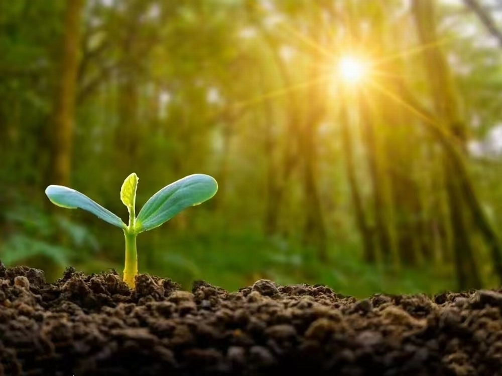 春日向暖  与梦同进