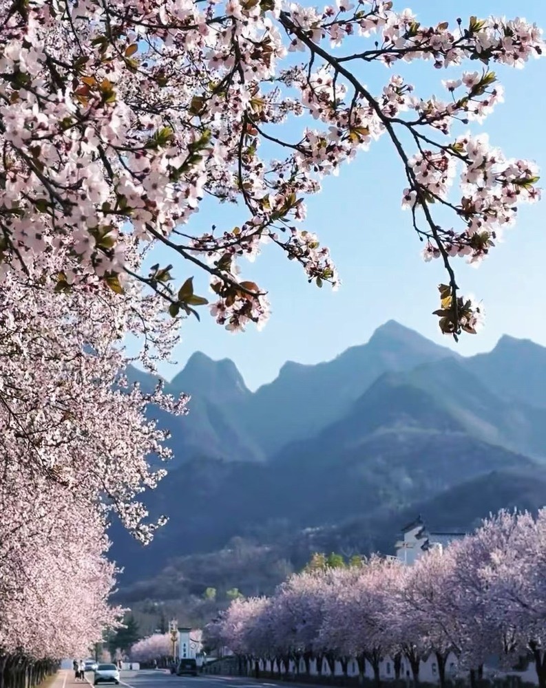 邂逅春樱，期许四季