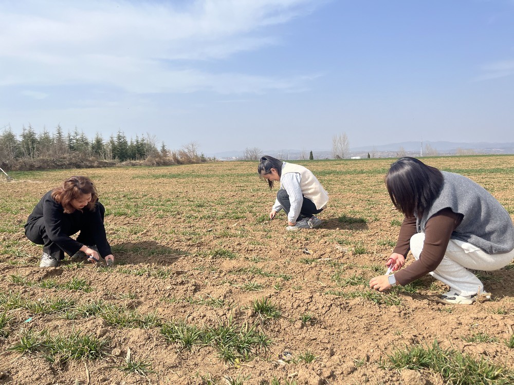 午日春光  野菜之约