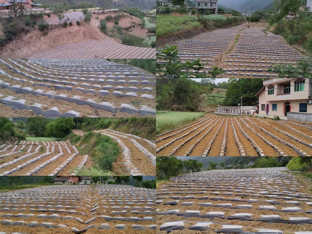 陕煤建设定点帮扶村:打响烤烟种植抗旱攻坚战