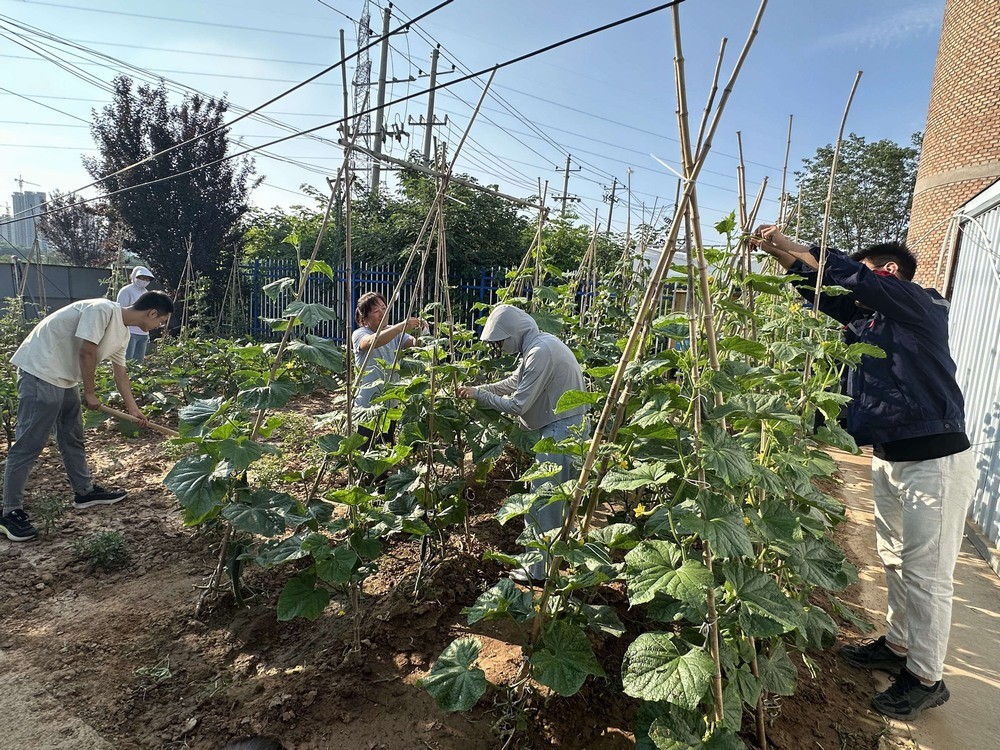 方寸菜园间,镌刻奋斗与温情
