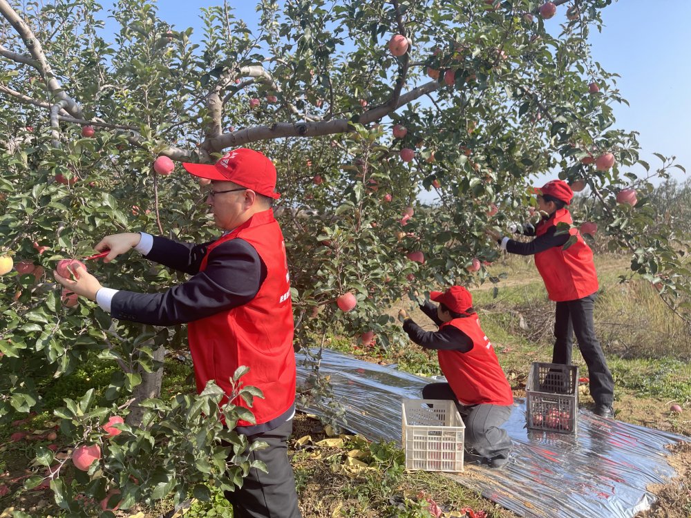 陕煤建设澄合分公司机关党支部：党员助农采摘忙 苹果园里践初心