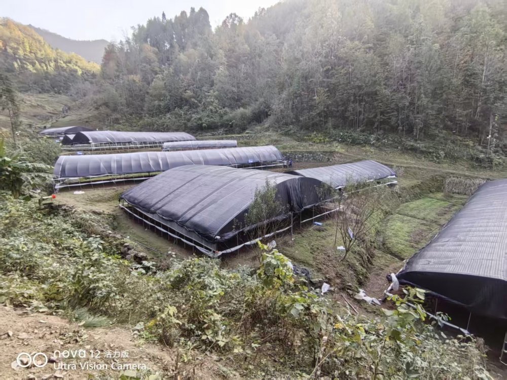 陕煤建设定点帮扶村：“菌”力量撑起“致富伞”